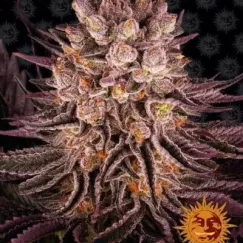Mimosa X Orange Punch | Barney's Farm | FEM Photoperiod Seeds
