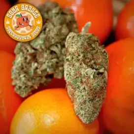 Supernatural Seeds β Sour Orange Strain β Fem Photo