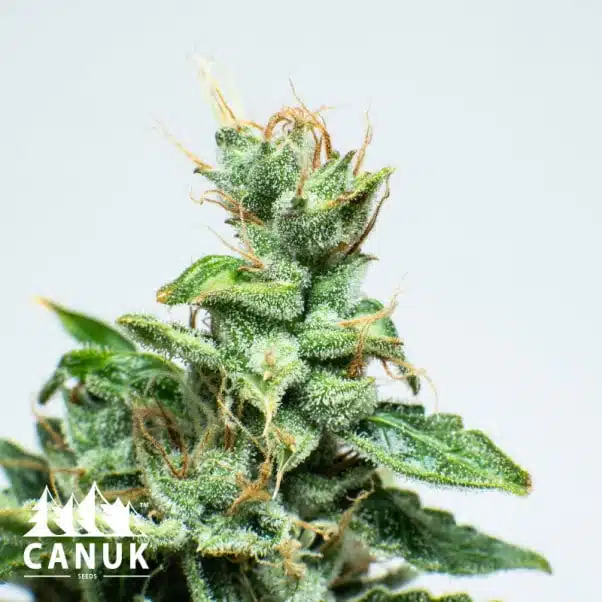 Gelato Glue