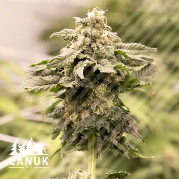 Pure Kush