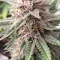 5x Big Gush Auto F4 | Roc Bud Inc | Fem Autoflower Seeds