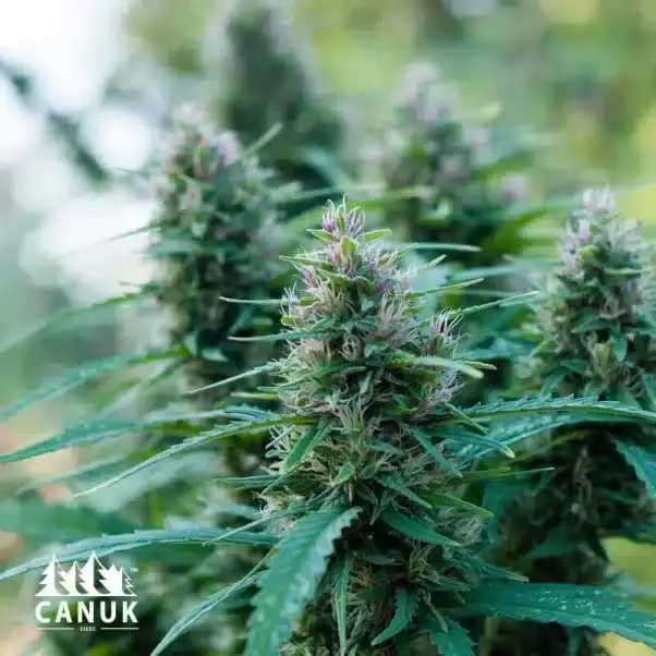 OG Kush