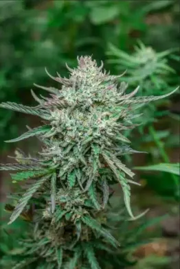 3x Grease Gun Auto | Atlas Seeds | FEM Autoflower Seeds